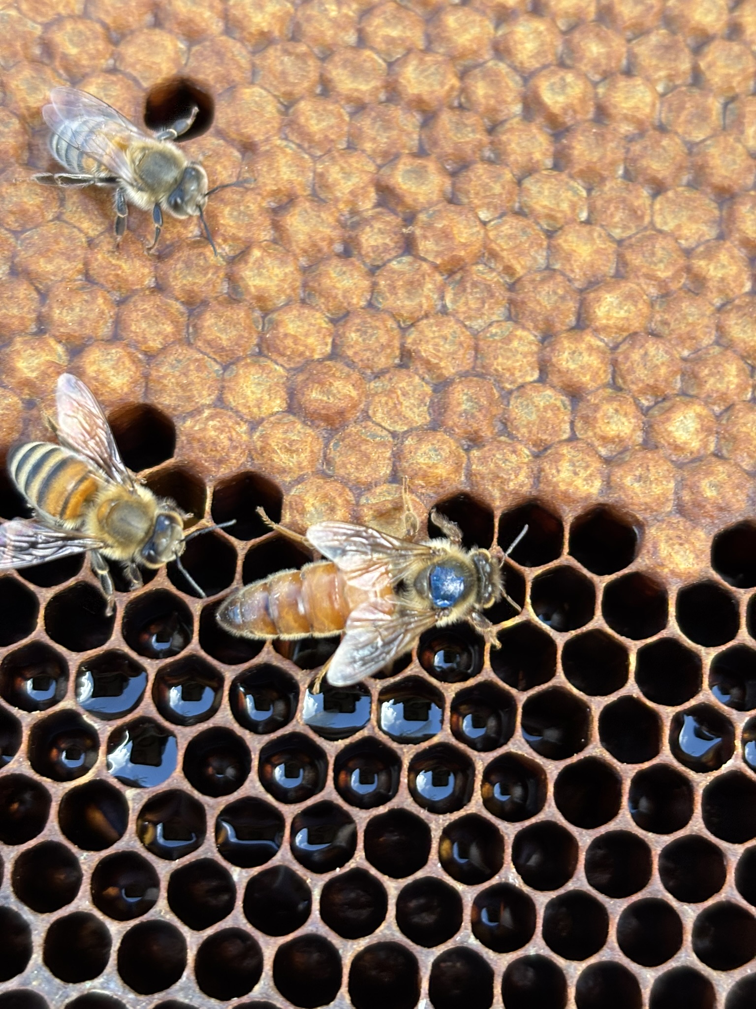 Biavl holder en vokstavle med bier