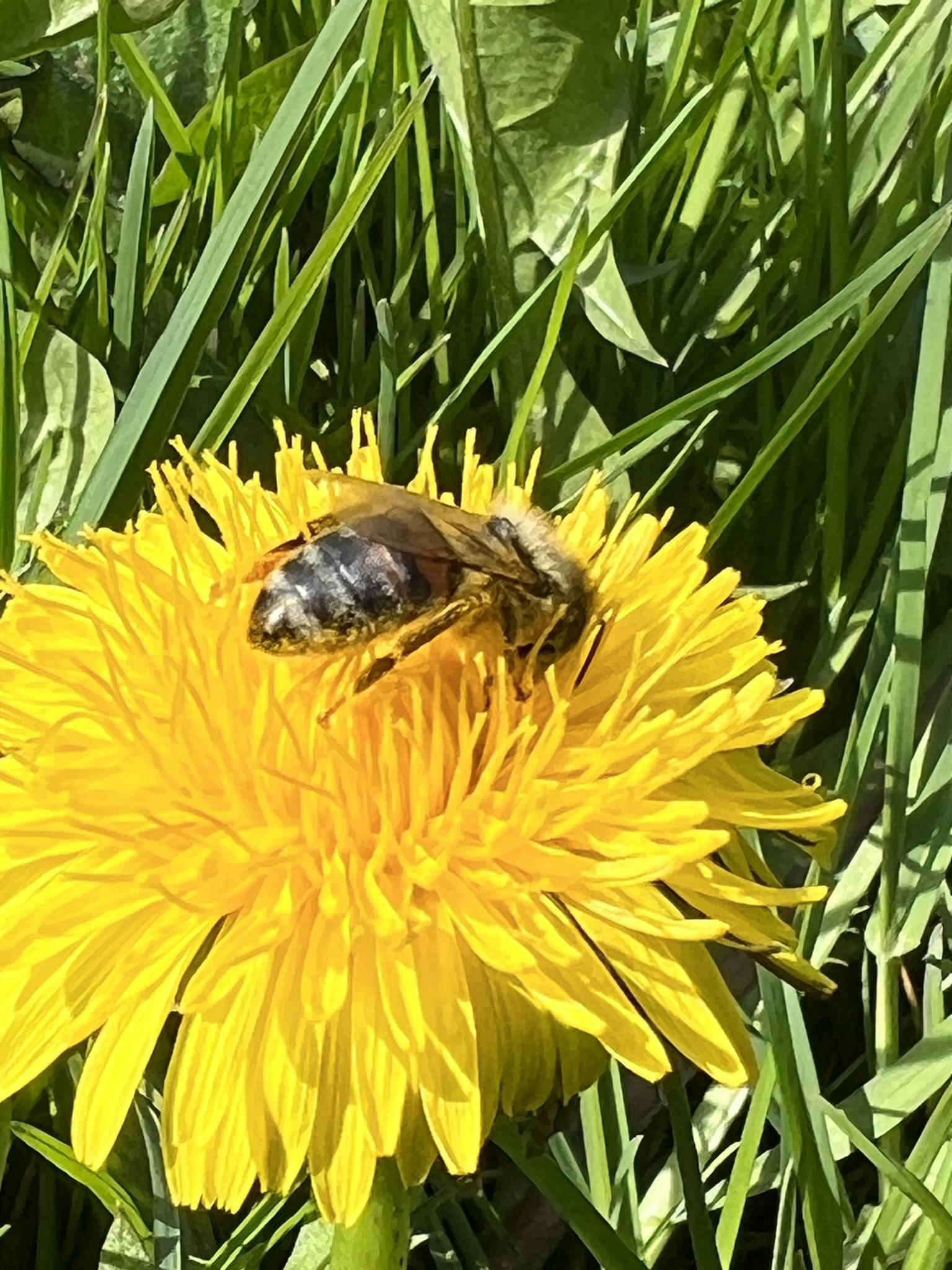 Mælkebøtteblomster