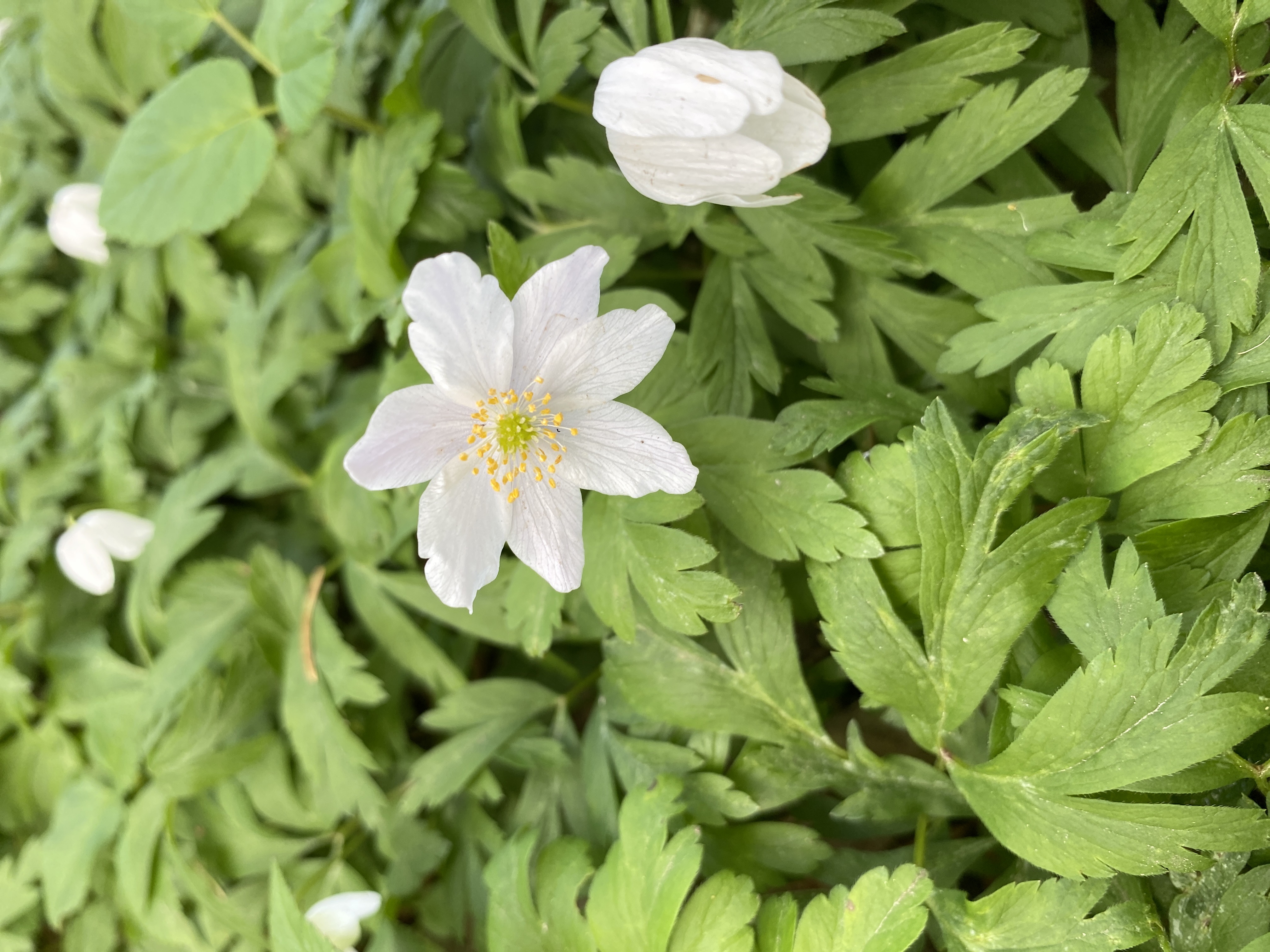 Skovblomster som hvid anemone